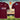 Seaton Carew Cricket Club Combi Playing Shirt - SENIOR TEAM