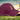 Seaton Carew Cricket Club 5-Panel Graphite Maroon Cap