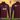 Seaton Carew Cricket Club Faraon Half Zip Top - COACHES